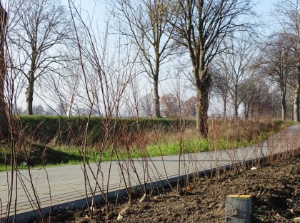 Zdjęcie przedstawiające na pierwszym planie zasadzone krzaki wzdłuż gotowej drogi gminnej Łupawa – Maczkowo