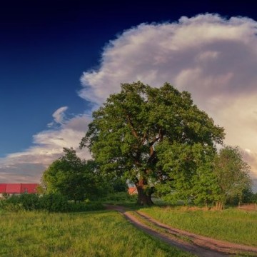 Zdjęcie przedstawiające dąb Słowianin