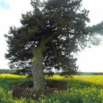 pomnik przyrody w postaci starego grubego drzewa zabezpieczonego drewnianym płotkiem